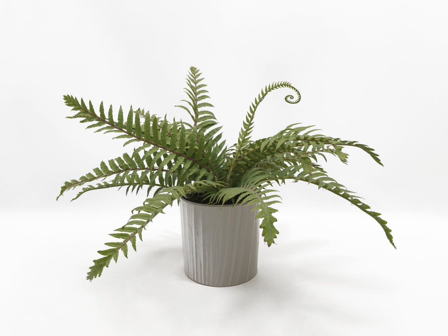 Artificial Green Plants