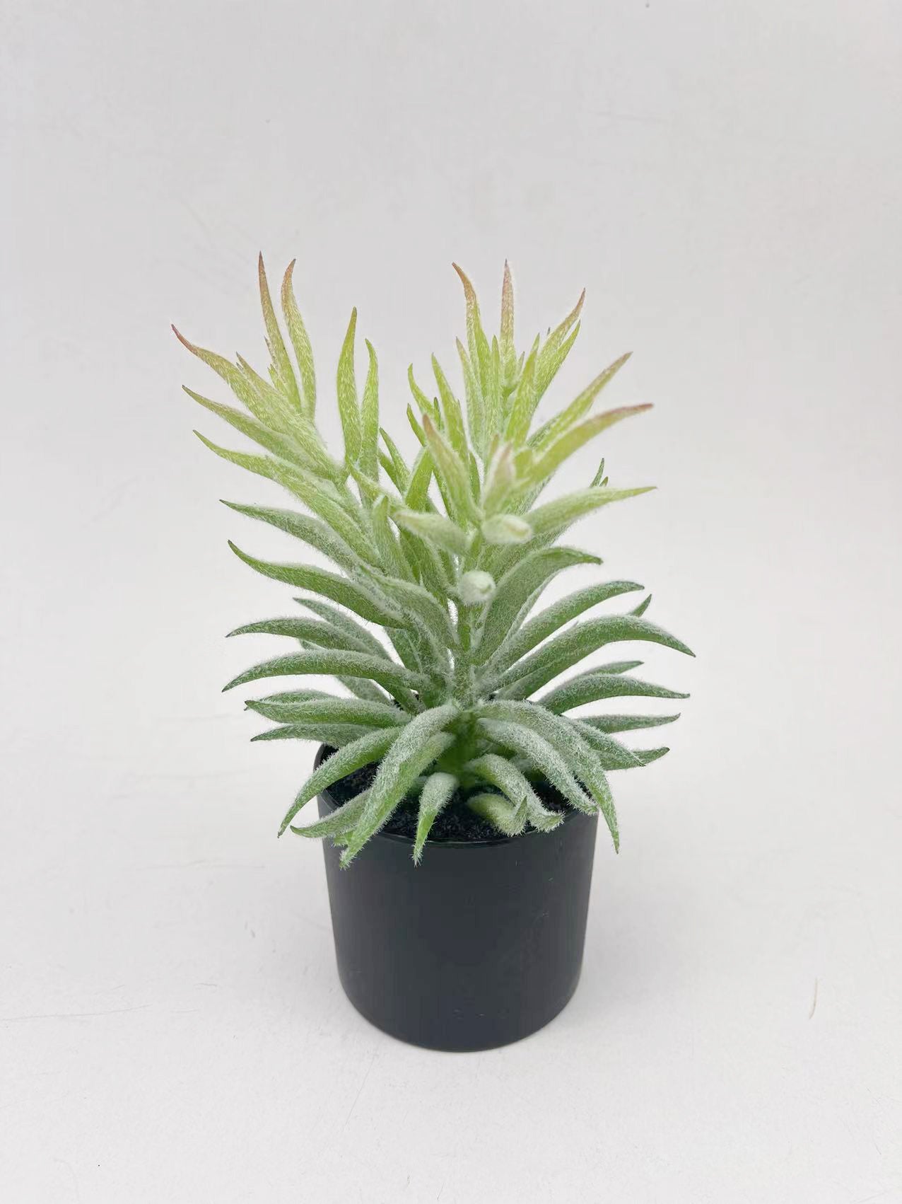 Artificial Green Plants